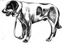 Photo: Rafeiro of Alentejo (Dog Standard)